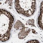 Merck Anti-GET4 antibody produced in rabbit