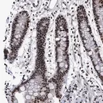 Merck Anti-EFCAB10 antibody produced in rabbit