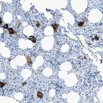 Merck Anti-SLC22A15 antibody produced in rabbit