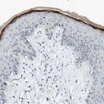 Merck Anti-KRT76 antibody produced in rabbit