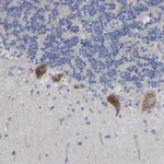 Merck Anti-STRIP2 antibody produced in rabbit