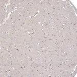 Merck Anti-CNTF antibody produced in rabbit