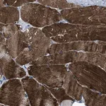 Merck Anti-TRIM54 antibody produced in rabbit
