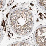 Merck Anti-ENTHD1 antibody produced in rabbit