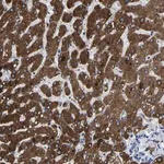 Merck Anti-CCDC171 antibody produced in rabbit