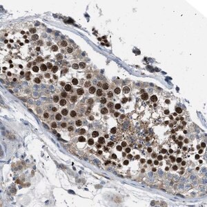 Merck Anti-BAZ2B antibody produced in rabbit