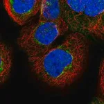 Merck Anti-FAM20C antibody produced in rabbit