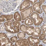 Merck Anti-SSH1 antibody produced in rabbit