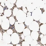 Merck Anti-TRIM50 antibody produced in rabbit