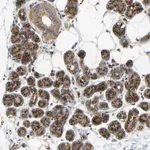 Merck Anti-YIPF2 antibody produced in rabbit