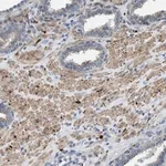 Merck Anti-URGCP antibody produced in rabbit