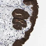 Merck Anti-SSH3 antibody produced in rabbit