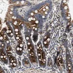 Merck Anti-IL17RC antibody produced in rabbit