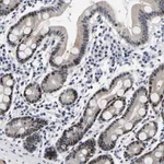 Merck Anti-PTRHD1 antibody produced in rabbit