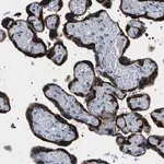 Merck Anti-PHRF1 antibody produced in rabbit