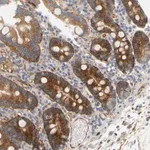 Merck Anti-RAPH1 antibody produced in rabbit