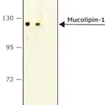 Merck Anti-Mucolipin-1 antibody, Mouse monoclonal