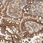 Merck Anti-PCDH7 antibody produced in rabbit