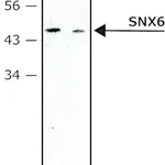 Merck Monoclonal Anti-SNX6 antibody produced in mouse