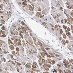 Merck Anti-NEBL antibody produced in rabbit