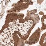 Merck Anti-PITPNM2 antibody produced in rabbit