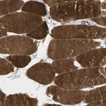 Merck Anti-FLII antibody produced in rabbit