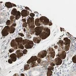 Merck Anti-CCM2L antibody produced in rabbit