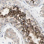 Merck Anti-FAM134A antibody produced in rabbit