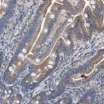 Merck Anti-DOLPP1 antibody produced in rabbit