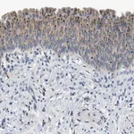 Merck Anti-ADGRE3 antibody produced in rabbit
