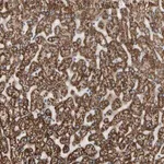 Merck Anti-FAM110B antibody produced in rabbit