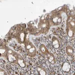 Merck Anti-SDK1 antibody produced in rabbit