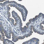 Merck Anti-BCKDK antibody produced in rabbit