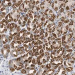 Merck Anti-NDUFS8 antibody produced in rabbit