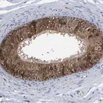 Merck Anti-FRRS1 antibody produced in rabbit