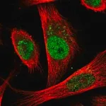 Merck Anti-CDC25A antibody produced in rabbit
