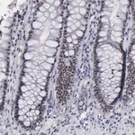 Merck Anti-RAF1 antibody produced in rabbit