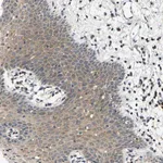 Merck Anti-AHNAK antibody produced in rabbit