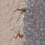 Merck Anti-BEND3 antibody produced in rabbit
