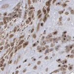 Merck Anti-FAM110B antibody produced in rabbit
