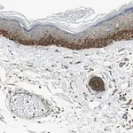 Merck Anti-EPHB3 antibody produced in rabbit