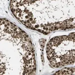 Merck Anti-GANC antibody produced in rabbit