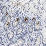 Merck Anti-HRH2 antibody produced in rabbit