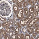 Merck Anti-ARHGAP24 antibody produced in rabbit