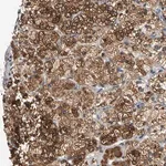 Merck Anti-CNST antibody produced in rabbit