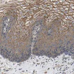 Merck Anti-TNFSF15 antibody produced in rabbit