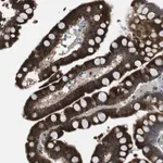 Merck Anti-FZD10 antibody produced in rabbit