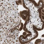 Merck Anti-CCDC186 antibody produced in rabbit
