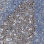 Merck Anti-RPS12 antibody produced in rabbit