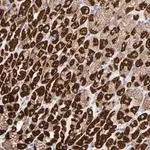Merck Anti-ASB3 antibody produced in rabbit
